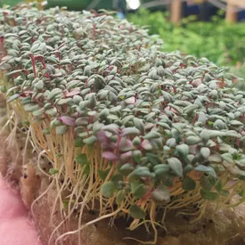 Микрозелень тимьяна XXL